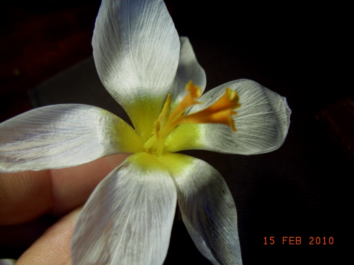 Crocus biflorus